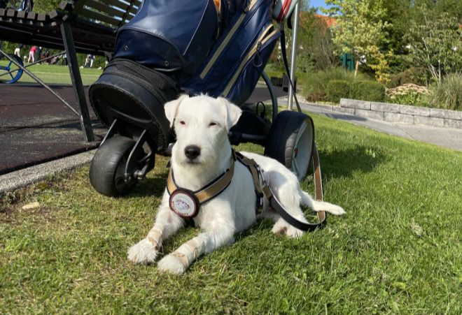 Hunde nehmen Amateurgolfer sehr gerne mit auf die Runde. Doch im Sommer ist Obacht geboten!